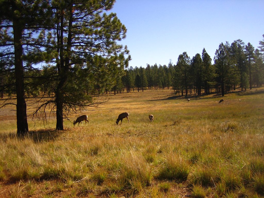 Bryce Canyon Deer