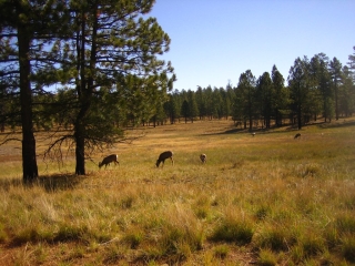 Bryce Canyon Wildlife & Deer Bryce Canyon Wildlife & Deer
