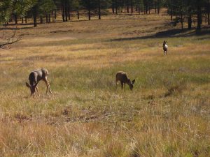 Bryce Canyon Wildlife & Deer