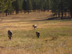 Bryce Canyon Wildlife & Deer