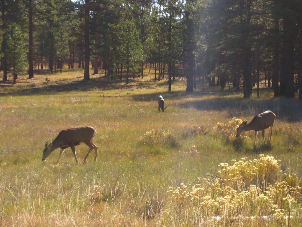 Bryce Canyon Wildlife & Deer