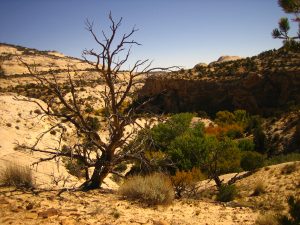 Escalante Calf Creek Falls Hike