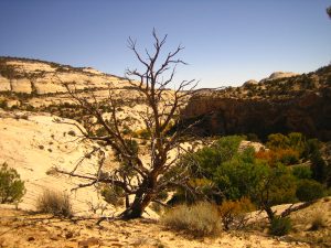 Escalante Calf Creek Falls Hike